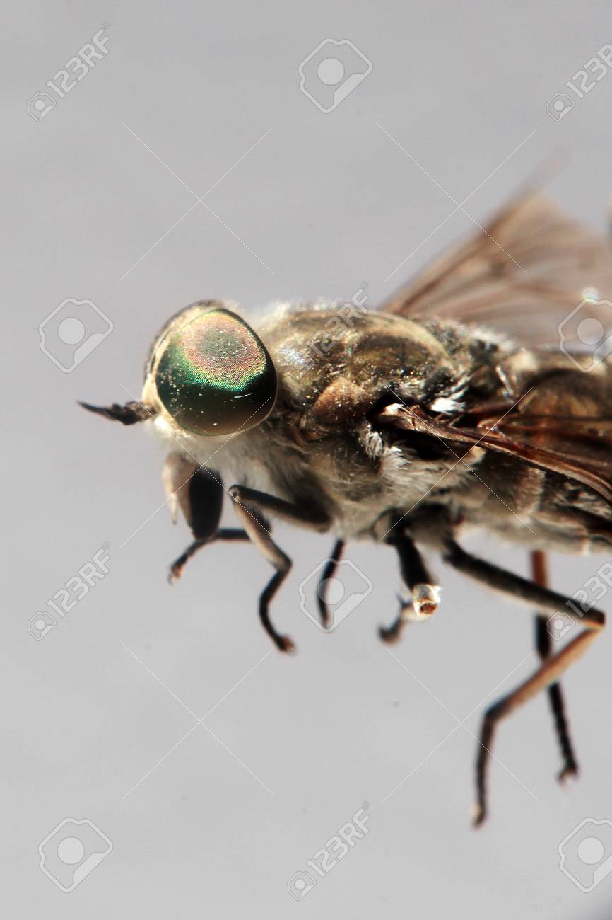 あぶ の写真素材 画像素材 Image