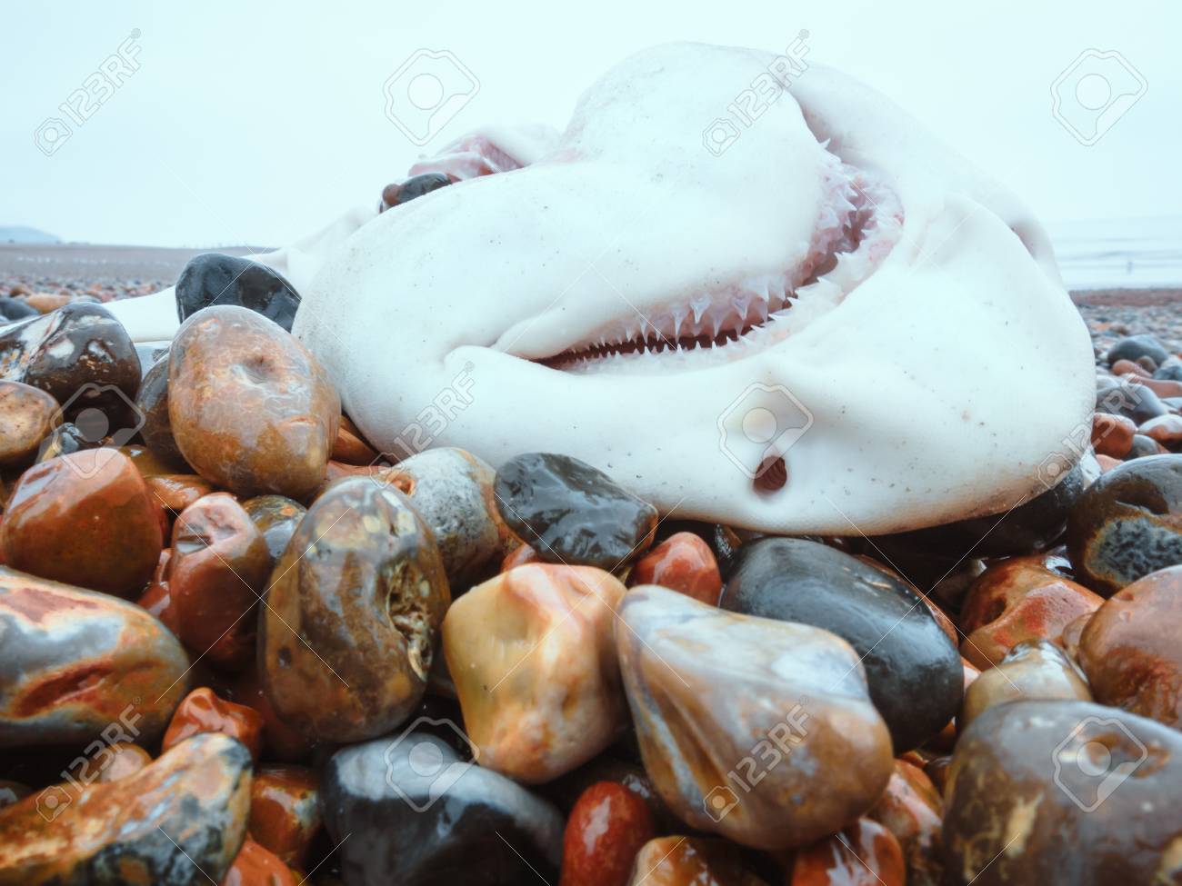 small dead shark laying on the pebbles on the beach england