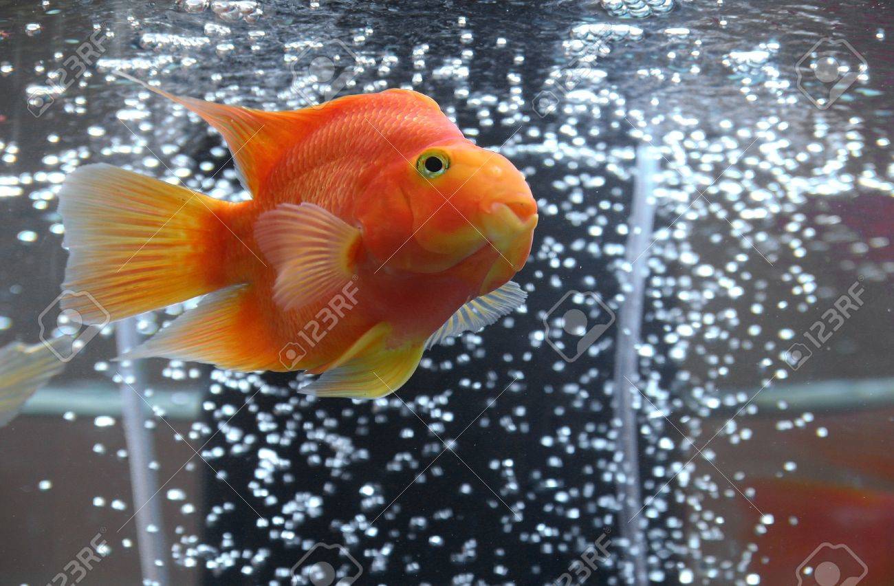 金魚の水槽バブルの空気と の写真素材 画像素材 Image 6463 金魚の水槽バブルの空気と の写真素材 画像素材 Image 6463