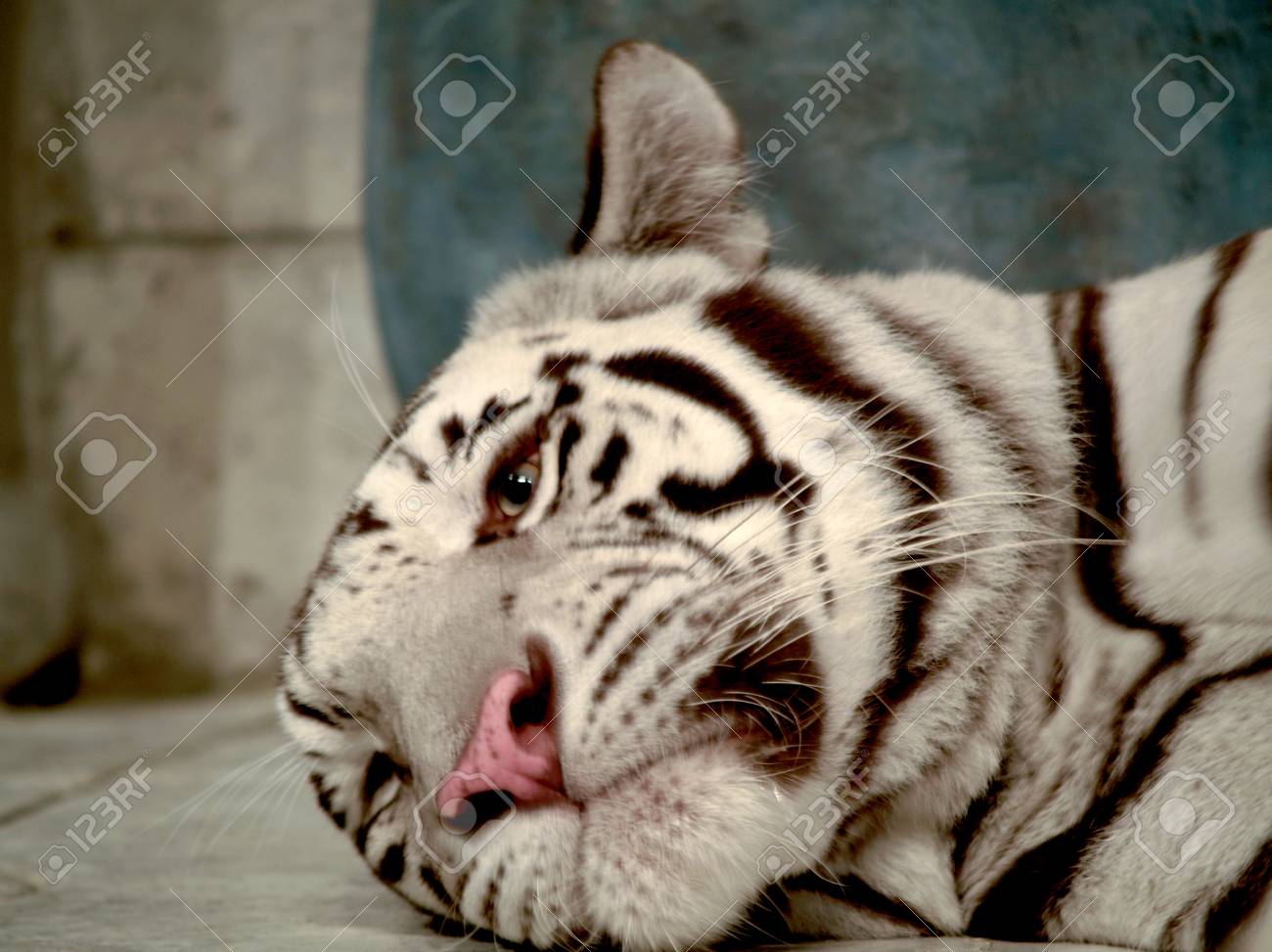 etiam-dictum-ipsum-a-felis