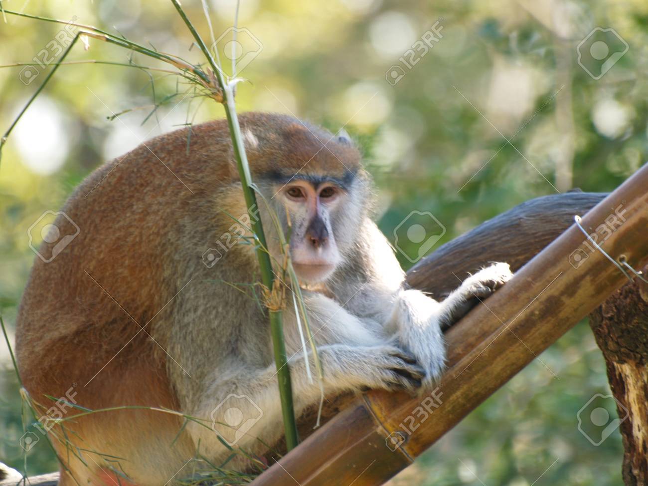 etiam-dictum-ipsum-a-felis