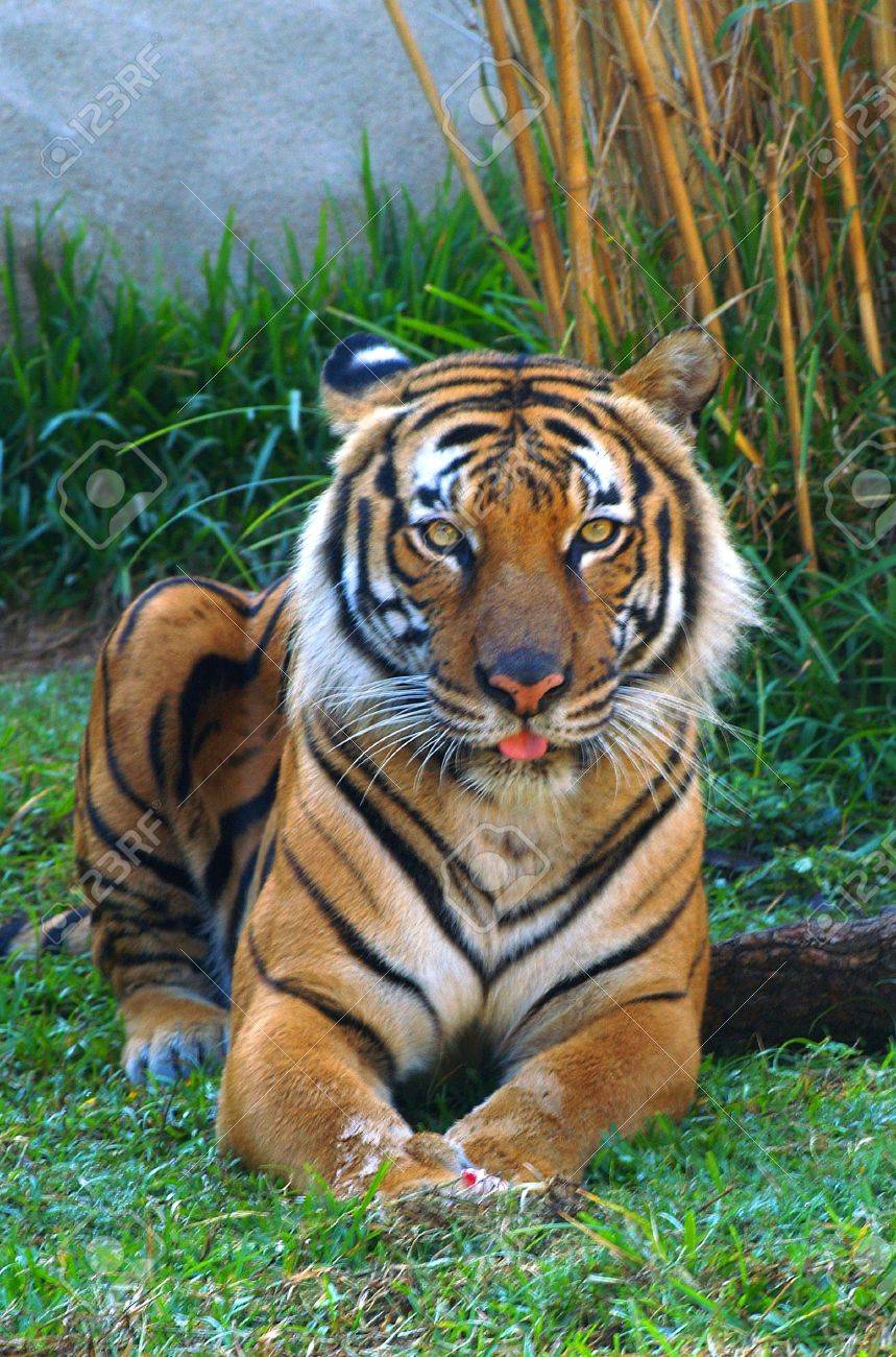 Orange Tiger Sitting In Green Grass 