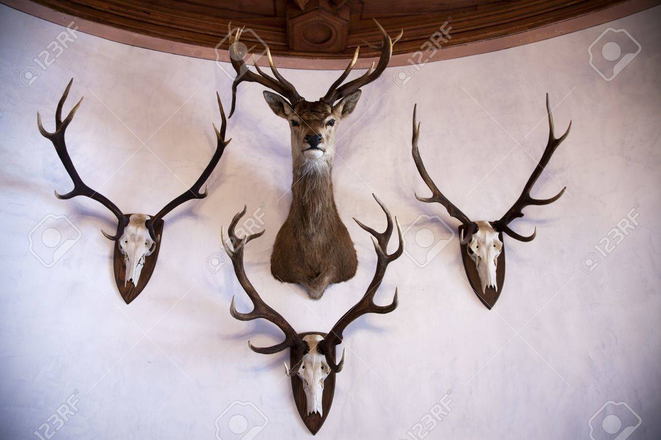 stuffed stag head