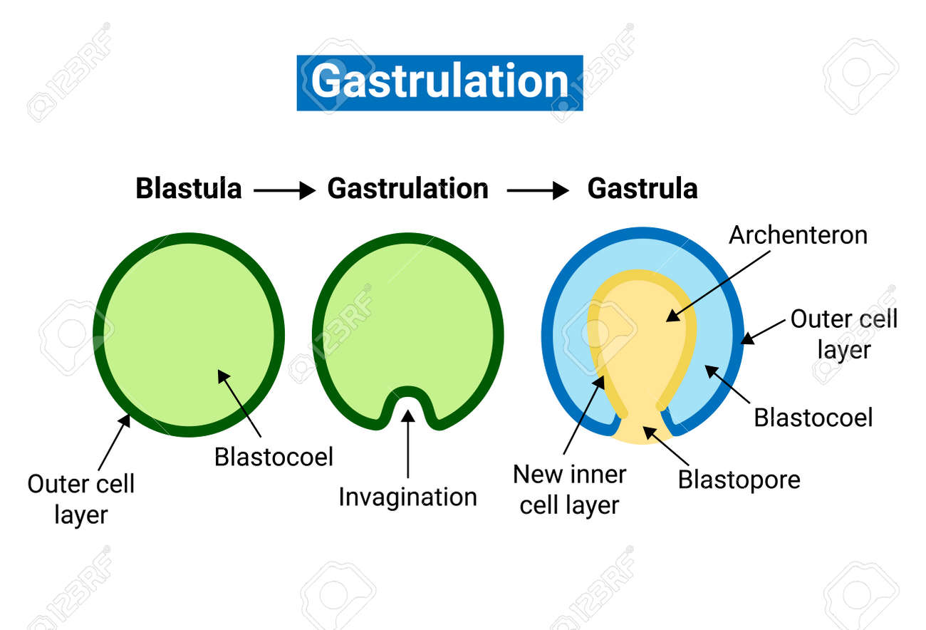 Gastrulation Is The Stage In The Early Embryonic Development Of Most Animals Royalty Free SVG, Cliparts, Vectors, And Stock Illustration. Image 190915604. Gastrulation Is The Stage In The Early Embryonic Development Of Most Animals Royalty Free SVG, Cliparts, Vectors, And Stock Illustration. Image 190915604.