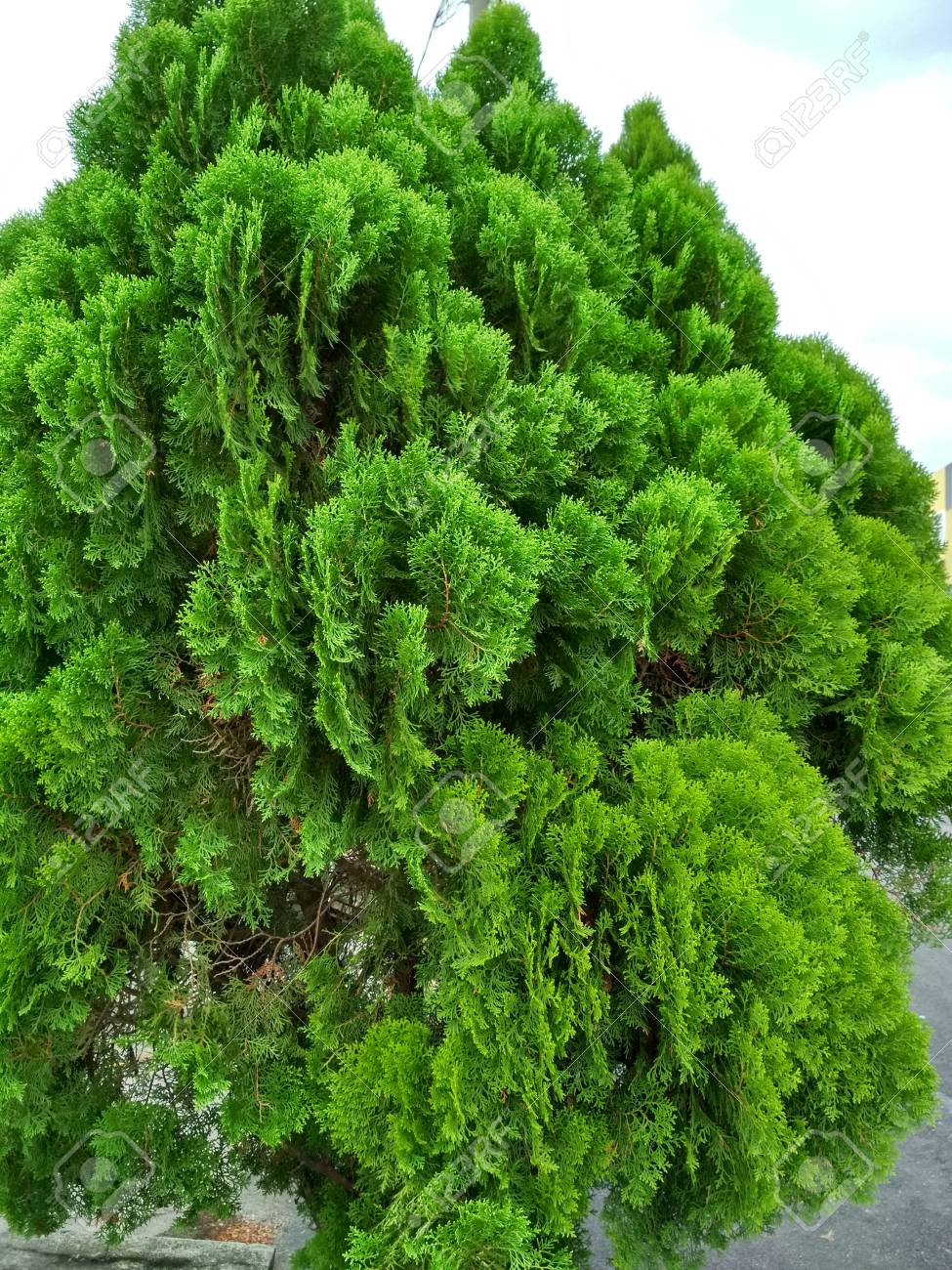 etiam-dictum-ipsum-a-felis