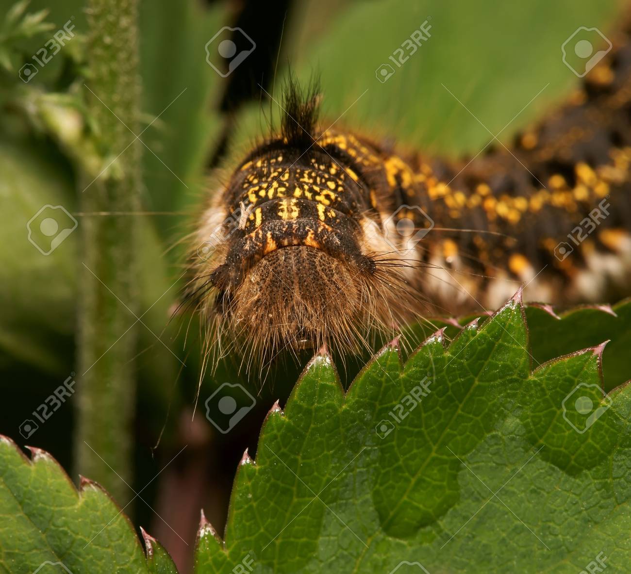 グリーン シートに毛むくじゃらの虫 の写真素材 画像素材 Image