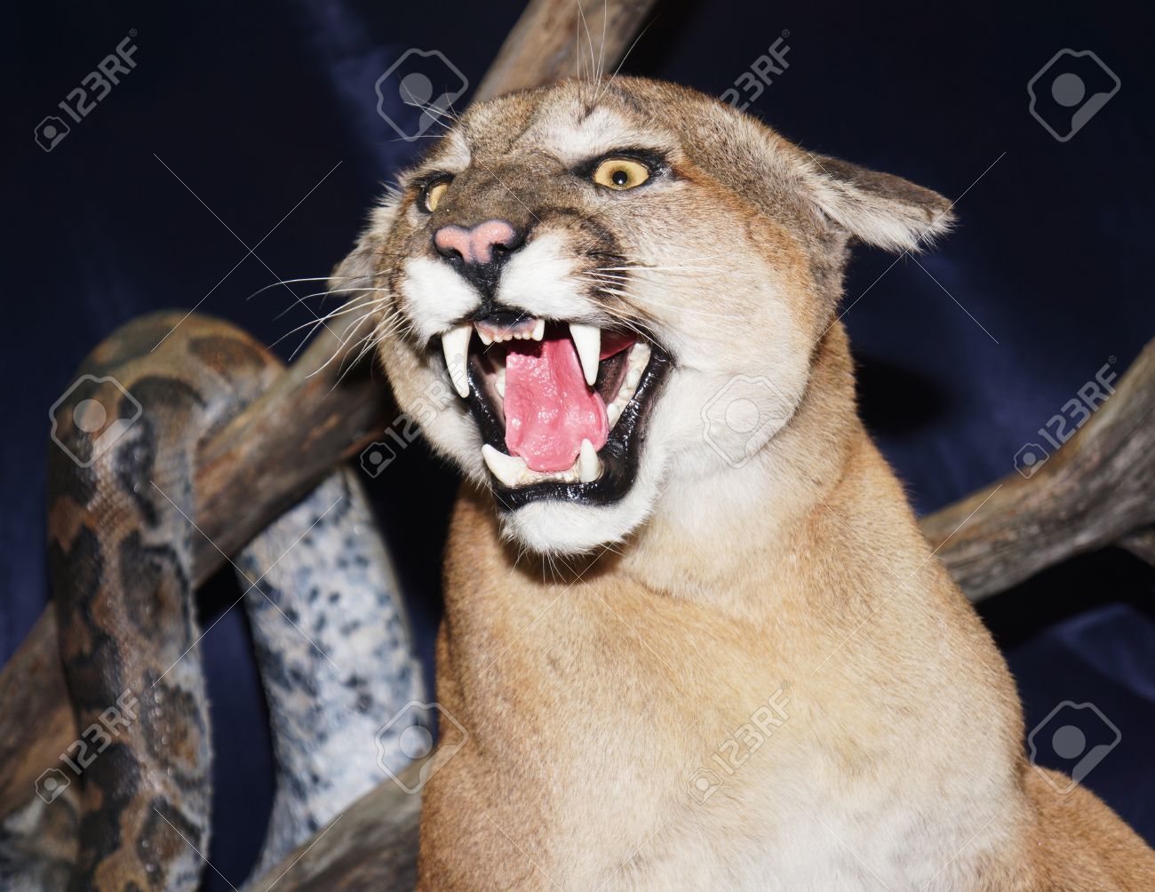 Wild Cat Puma Stock Photo, Picture And 