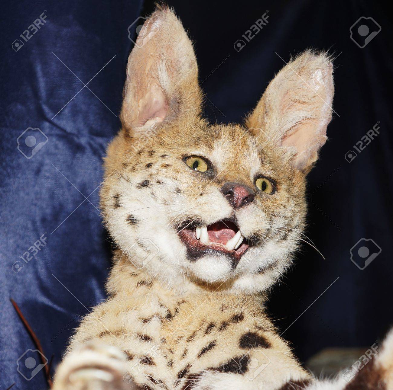 etiam-dictum-ipsum-a-felis