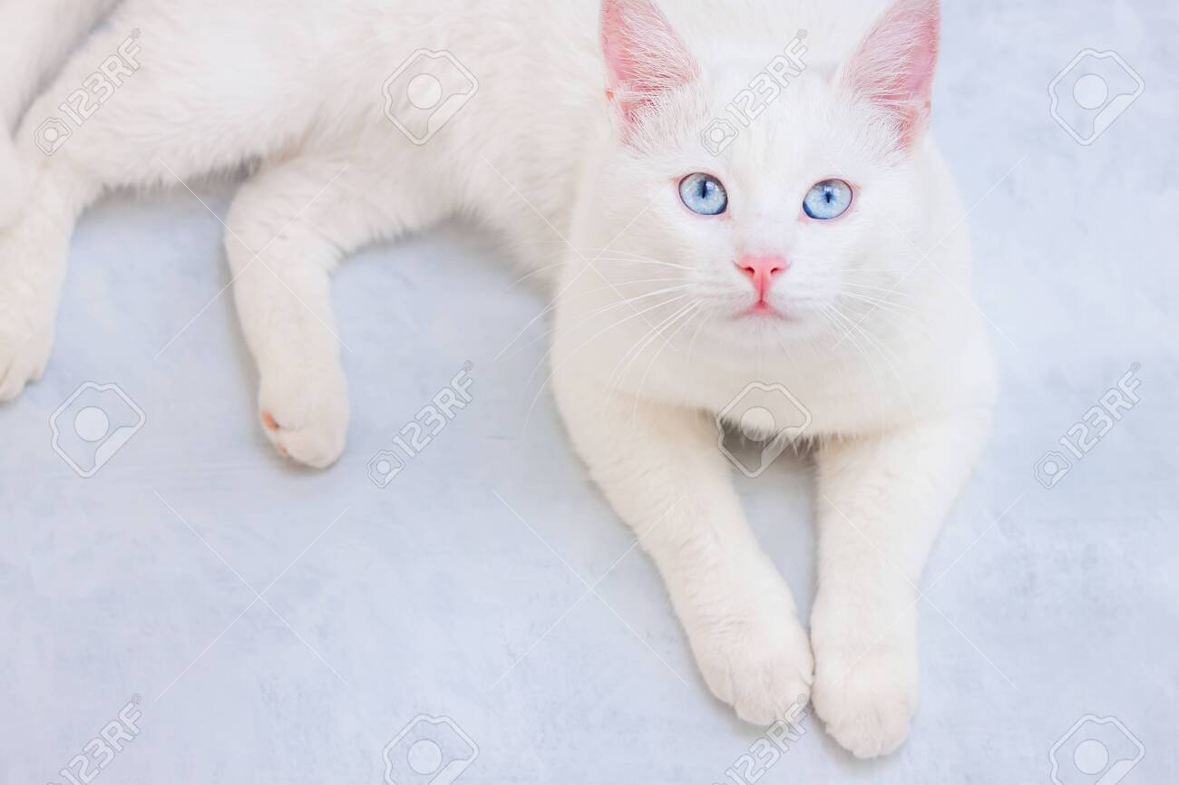 etiam-dictum-ipsum-a-felis