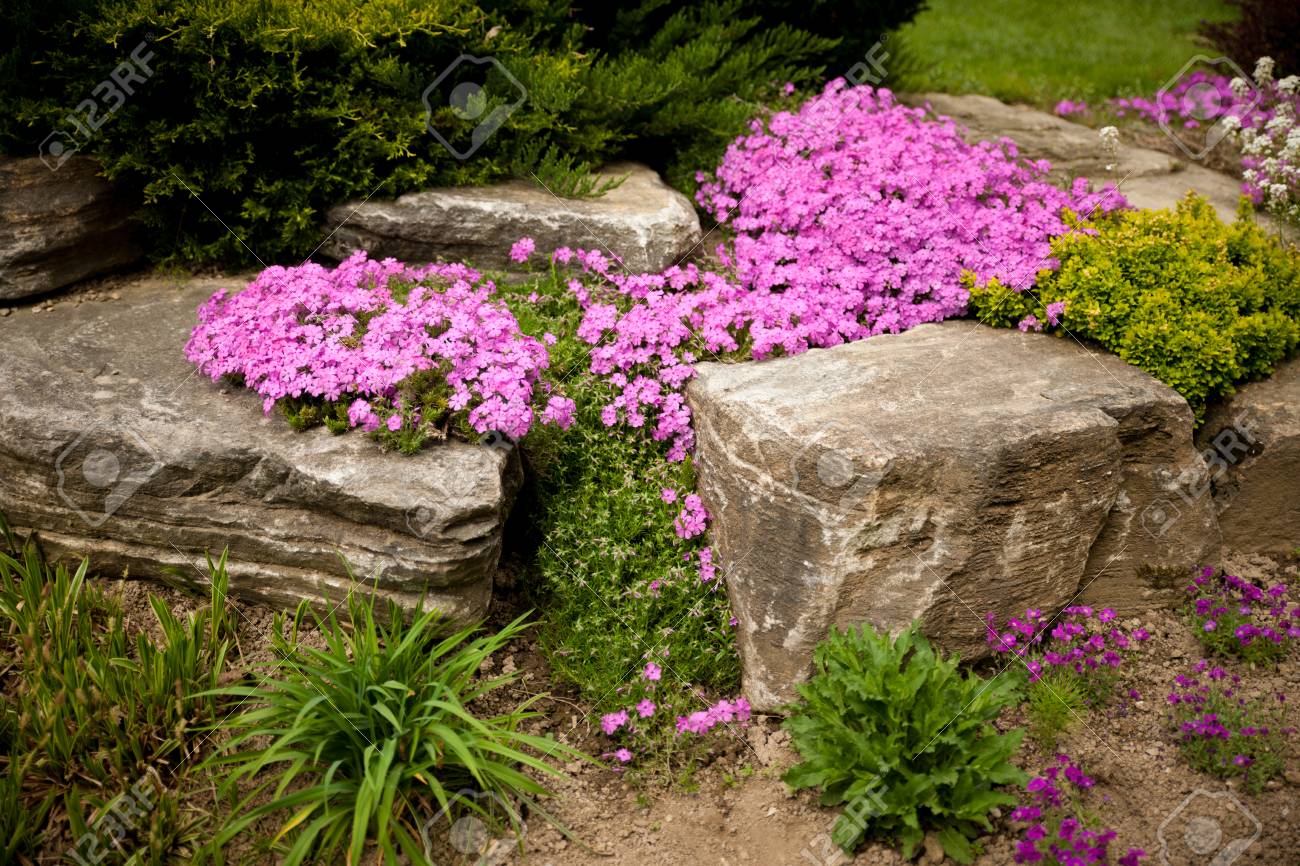 Flowering Rock Garden In Spring. Different Bushes And Flowers Blooming Over  Rock Formations In Park Stock Photo, Picture and Royalty Free Image. Image  100593207., image size:1300x866