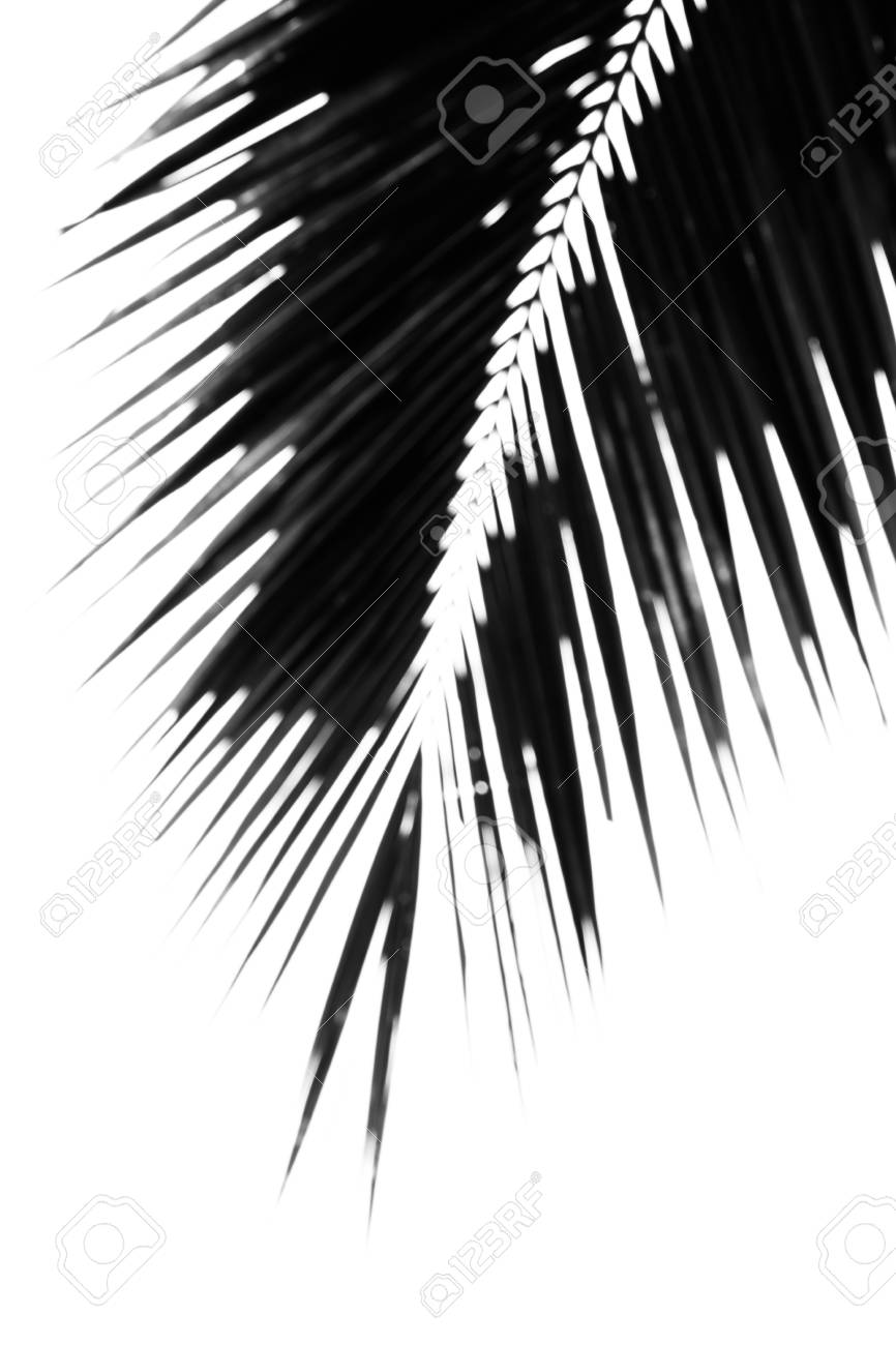 Un Motif Et Arriere Plan Flou Des Feuilles De Cocotier Avec La Couleur Noir Et Blanc Banque D Images Et Photos Libres De Droits Image