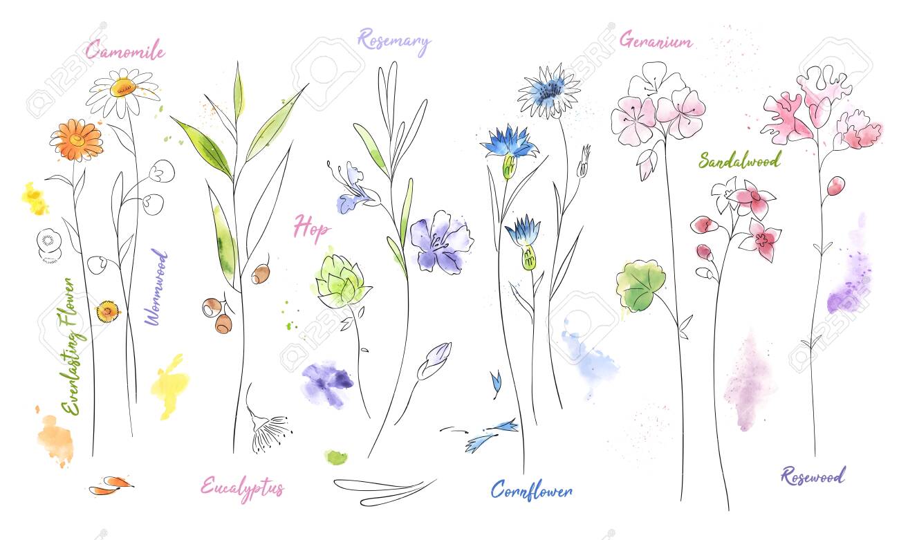 Wildflowers hand drawn watercolor illustration set. Camomile, hop aquarelle paint drawing. Twigs and flowers with names minimalistic illustrations pack. Plants vector sketch. Botanical isolated design elements - 124158712 Wildflowers hand drawn watercolor illustration set. Camomile, hop aquarelle paint drawing. Twigs and flowers with names minimalistic illustrations pack. Plants vector sketch. Botanical isolated design elements - 124158712