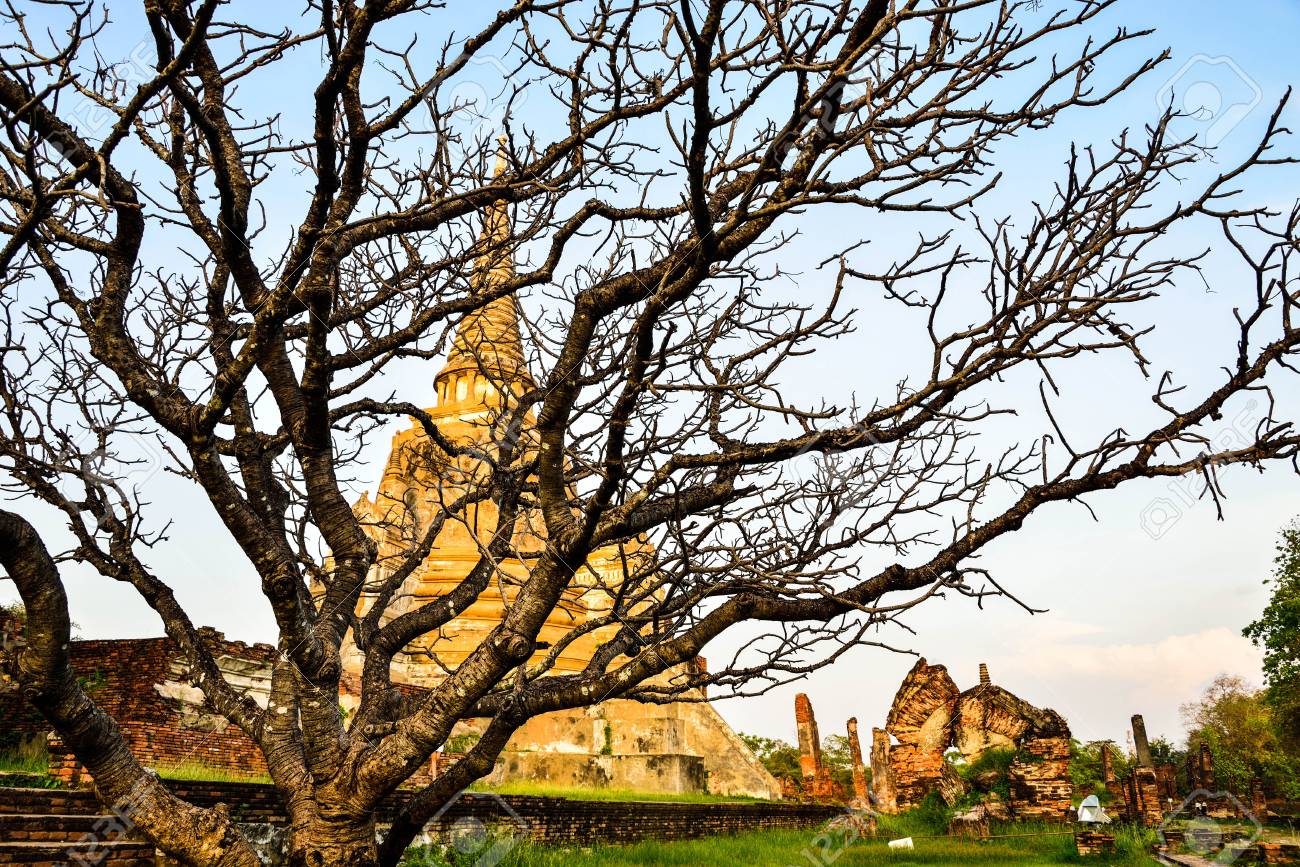 etiam-dictum-ipsum-a-felis