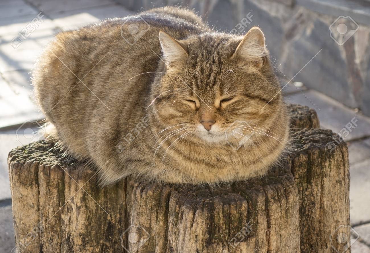 etiam-dictum-ipsum-a-felis