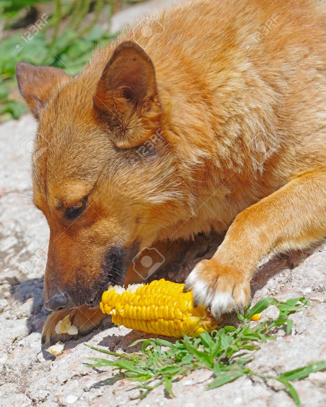 dog ate corn cob