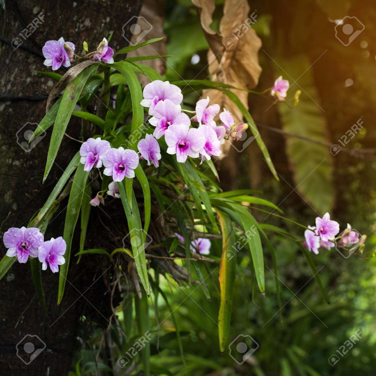 Dendrobium Orchid Purple Orchid Flowerstropical Flower Bloompink - 
