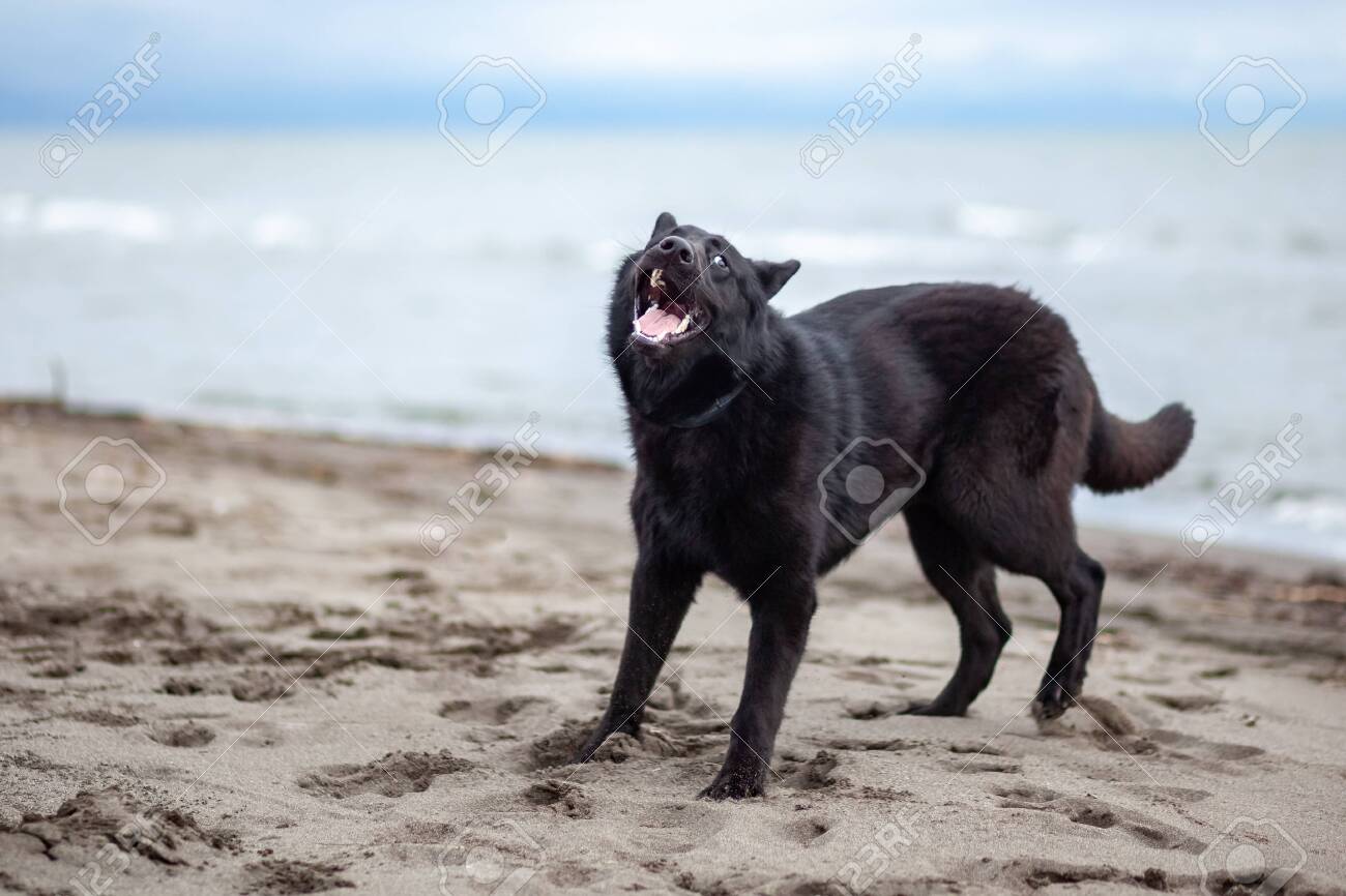 black shepherd breeds