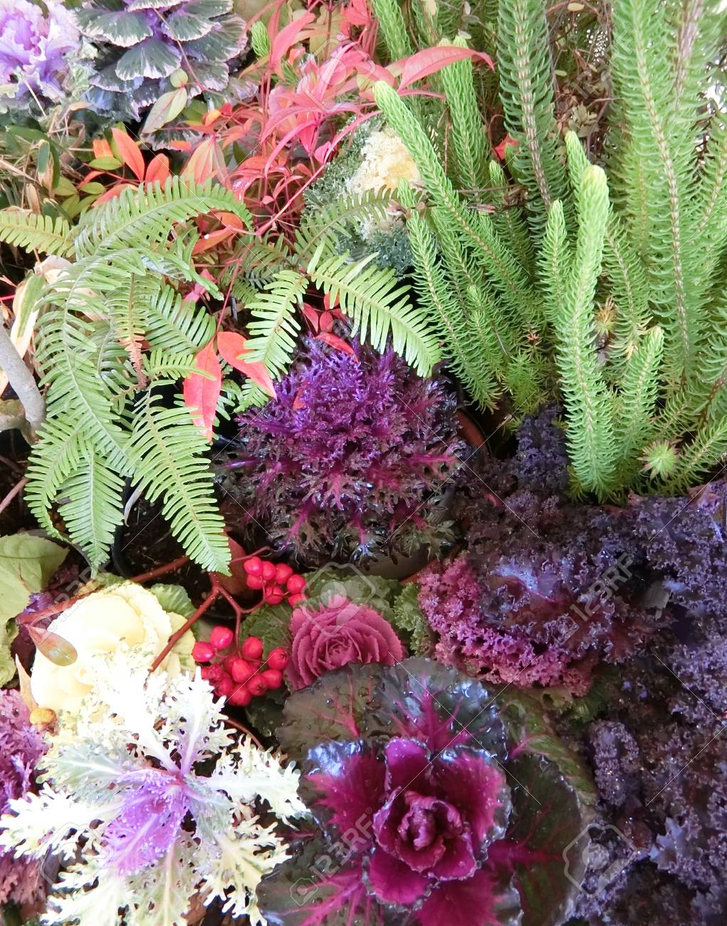 New Years Foliage >> Cloloful Foliage Plants Planted For New Year Stock Photo Picture New Years Foliage >> Cloloful Foliage Plants Planted For New Year Stock Photo Picture
