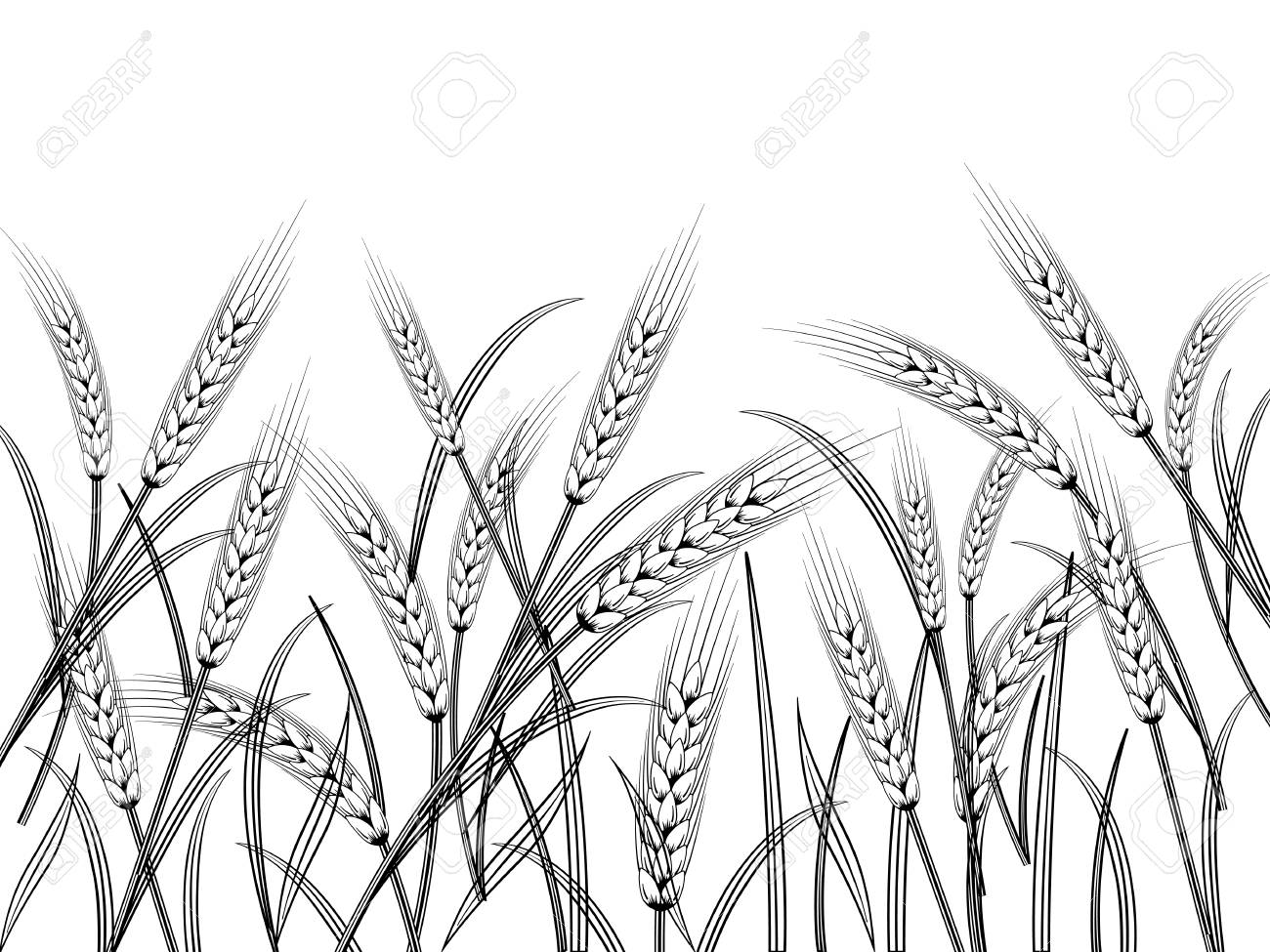 Wheat Field Background. Black Silhouettes On White. Vector Illustration.  Royalty Free SVG, Cliparts, Vectors, and Stock Illustration. Image 89334143., image size:1300x975