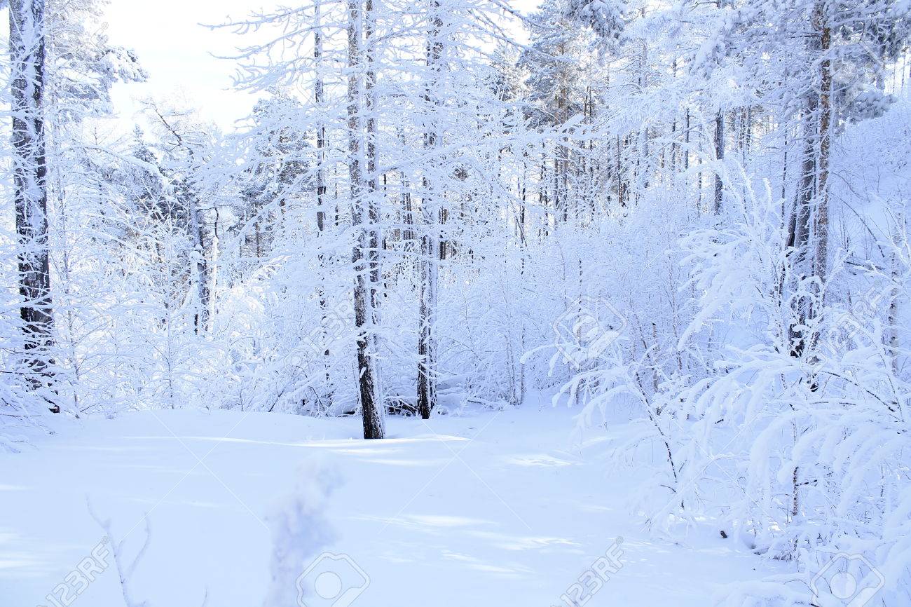 ice forest siberians