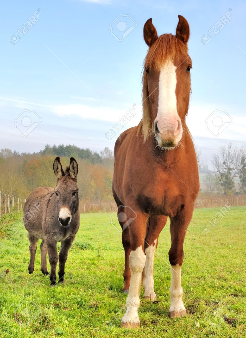 馬とロバは 牧草地の正面から見た の写真素材 画像素材 Image