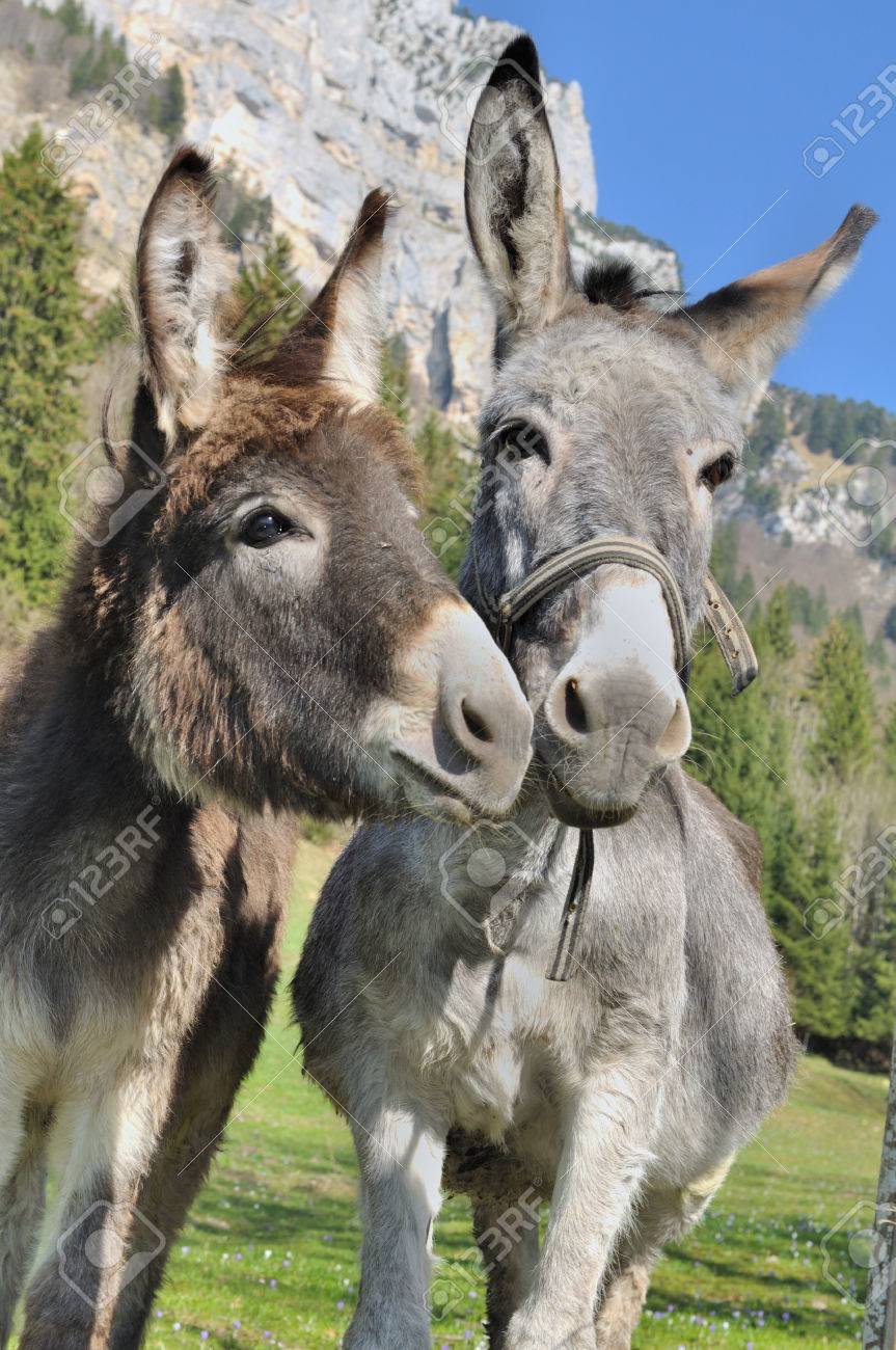 Gratuit Images Portrait De Deux Anes De Belles Et Droles Dans Les Montagnes dernière salutations