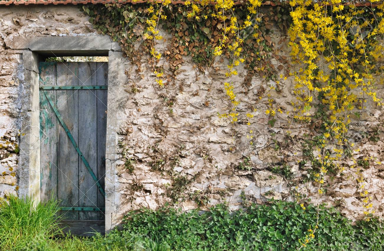 Vegetation Auf Einer Steinmauer Von Einem Garten Mit Schabigen Holztur Lizenzfreie Fotos Bilder Und Stock Fotografie Image 34241729