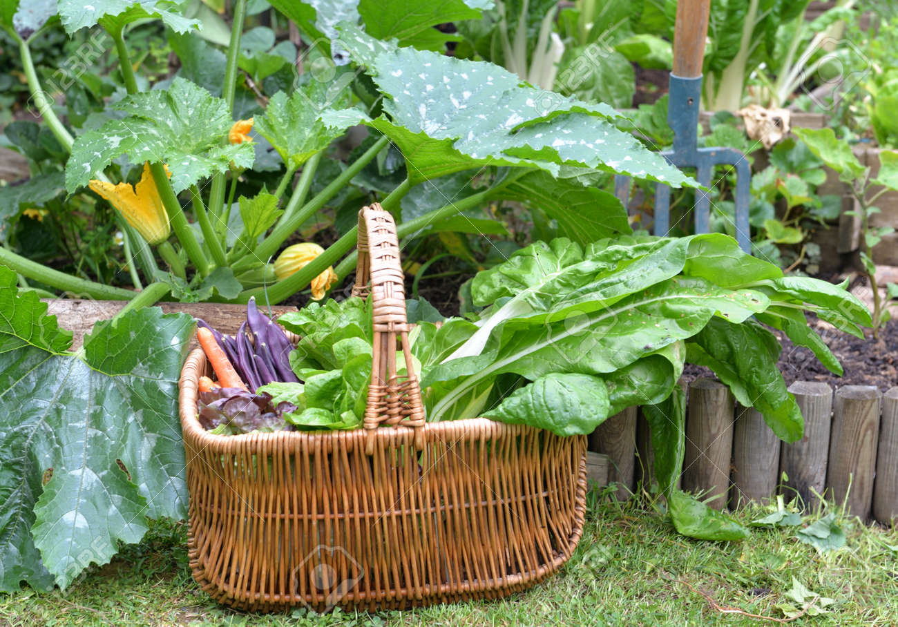 fresh vegetables in a wicker basket placed in grass in front of zucchini plant in garden - 151128076 fresh vegetables in a wicker basket placed in grass in front of zucchini plant in garden - 151128076