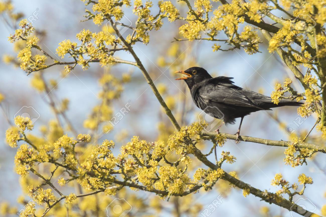 Un Européen Blackbird Turdus Merula Chant Mâle Dans Un Arbre Avec La Fleur Jaune Sur Une Journée Ensoleillée Dans La Saison Du Printemps