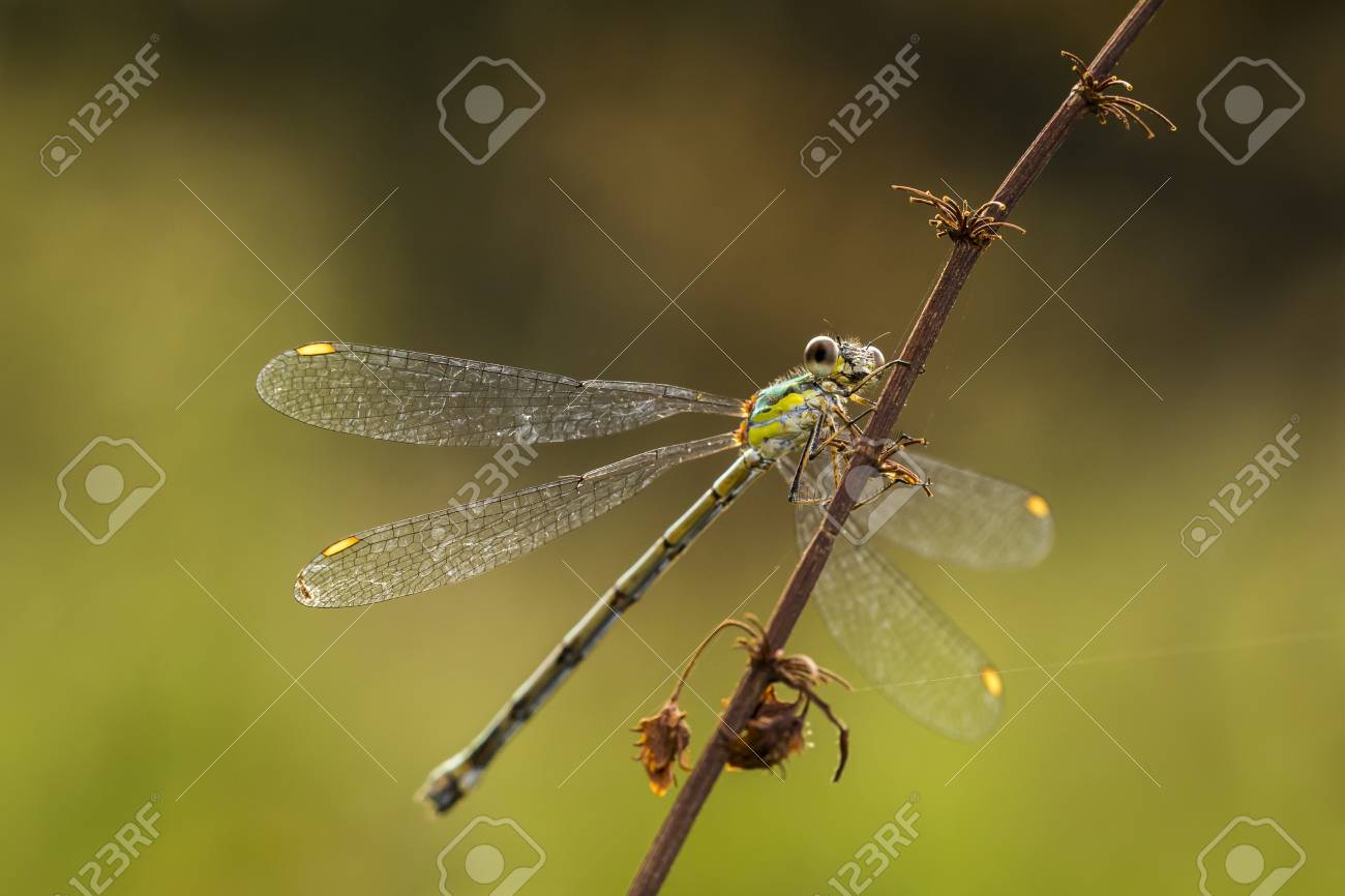 ヤナギのエメラルドのイトトンボや西洋柳 Spreadwing Chalcolestes Viridis 日光を浴びて翼を乾燥します の写真素材 画像素材 Image