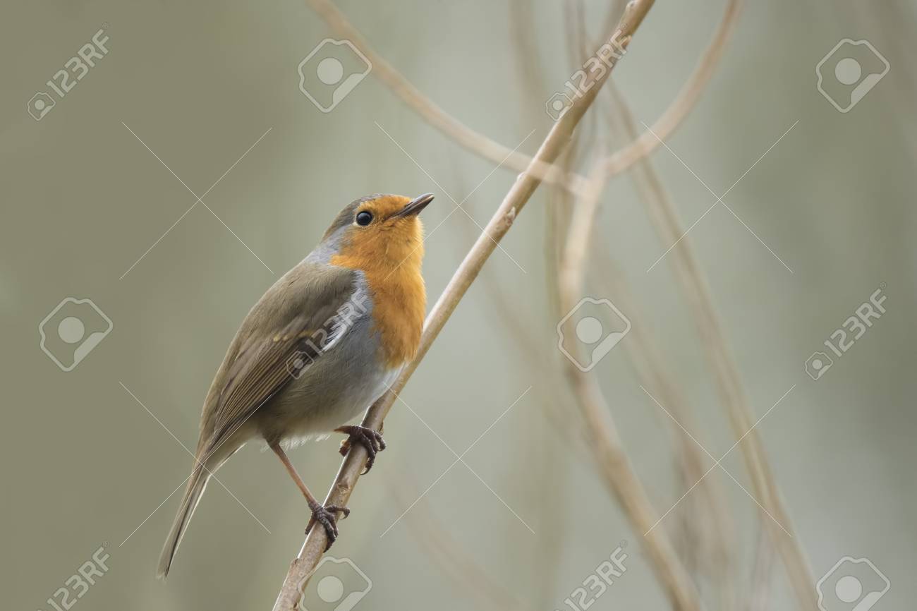 Rouge Gorge Européen Erithacus Rubecula Le Chant Des Oiseaux Et Laffichage Pendant La Saison De Printemps à La Recherche Dun Compagnon