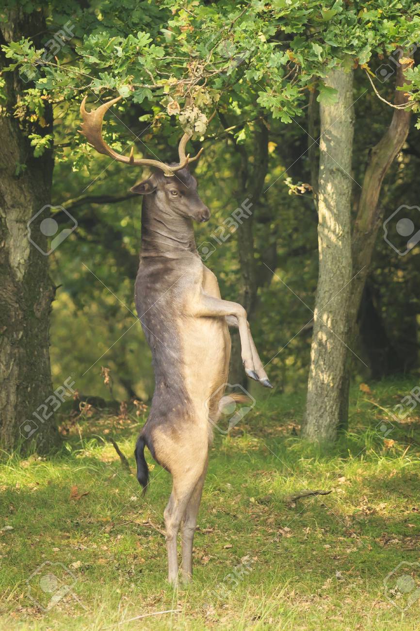 Deer On Hind Legs Deer On Hind Legs