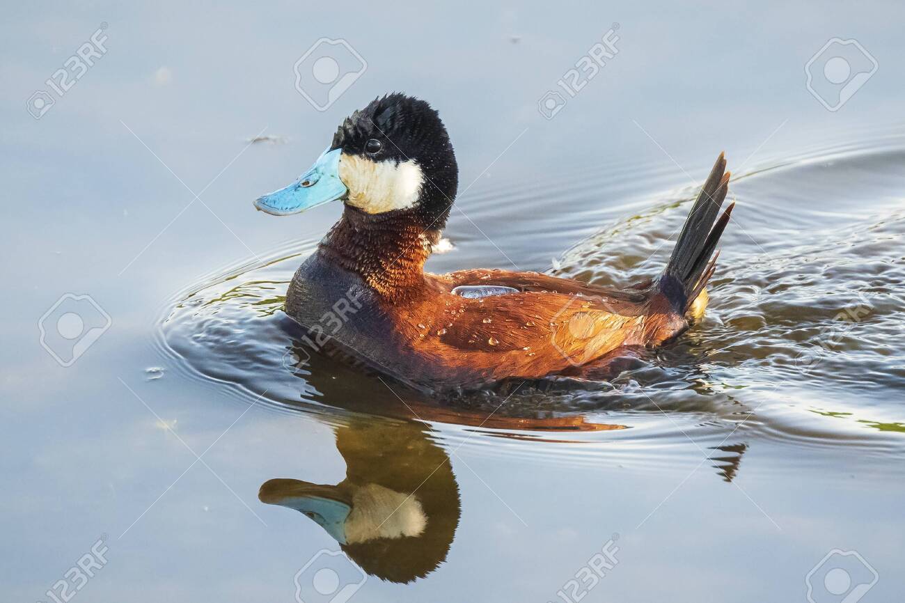 Patos do mundo 141639343-ruddy-duck-oxyura-jamaicensis-swimming-on-the-lake-water-surface-on-a-sunny-day-during-spring-season
