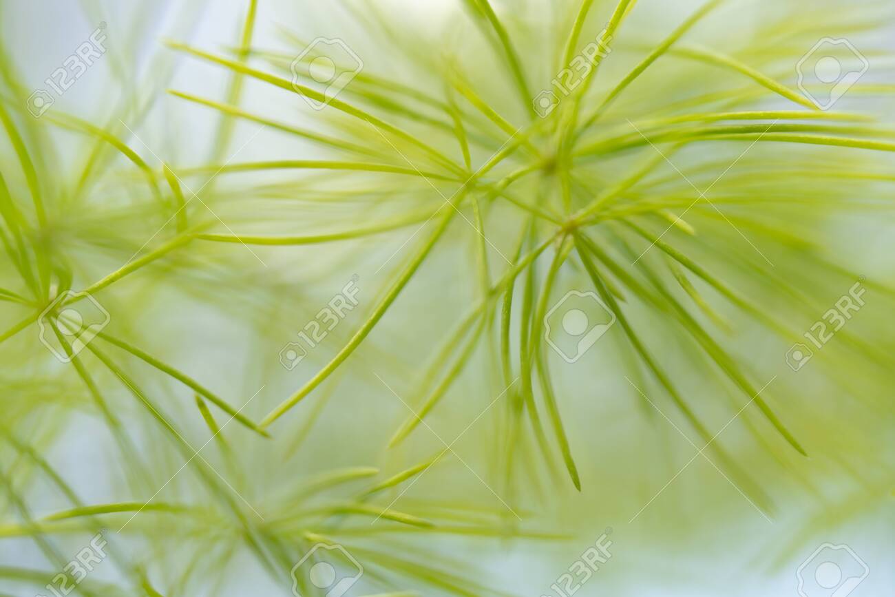 Blurred image of a green plant - the background for writing text. - 121686562 Blurred image of a green plant - the background for writing text. - 121686562