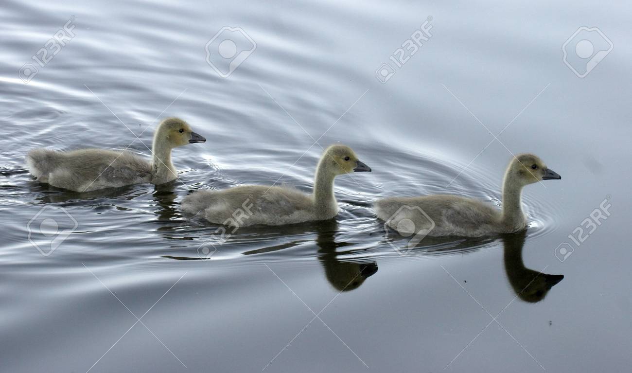 Young Canadian Goose Stock Photo, Picture and Royalty Free Image. Image  1052762.