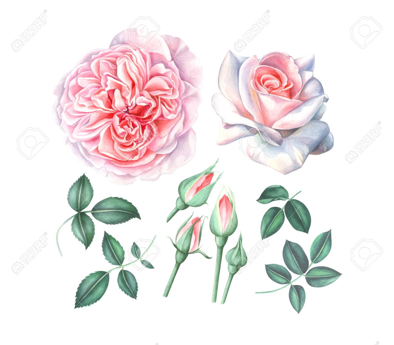 Leichte Ansammlung Hellrosa Rosen Mit Den Blattern Und Knospen Getrennt Auf Weissem Hintergrund Hand Gezeichnete Aquarellillustration Lizenzfreie Fotos Bilder Und Stock Fotografie Image 85323310