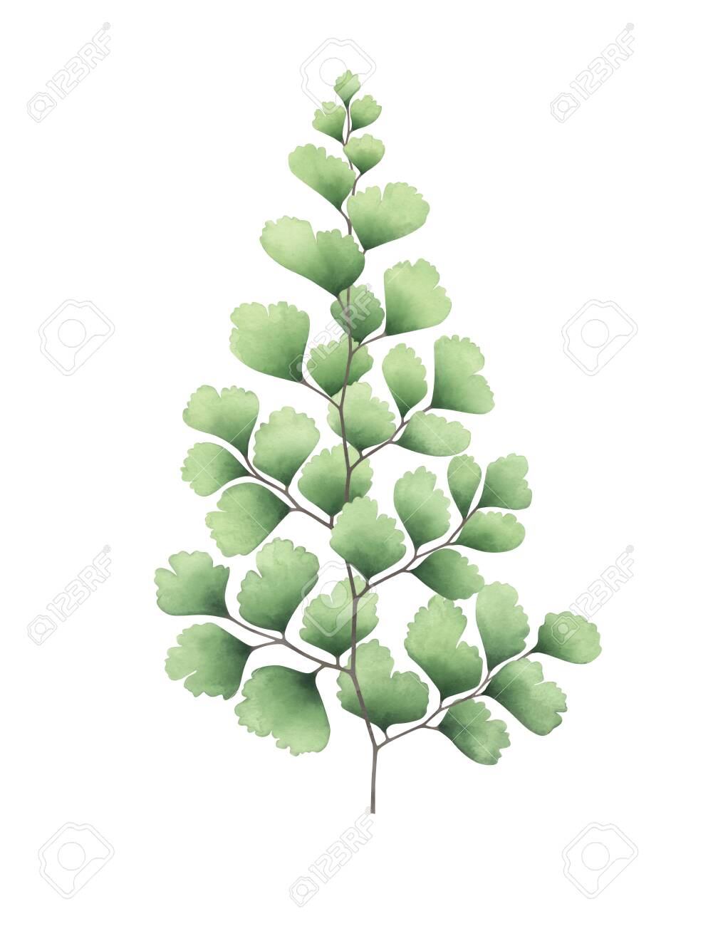 The Maidenhair of Paracelsus - Plant Talk, image size:1015x1300