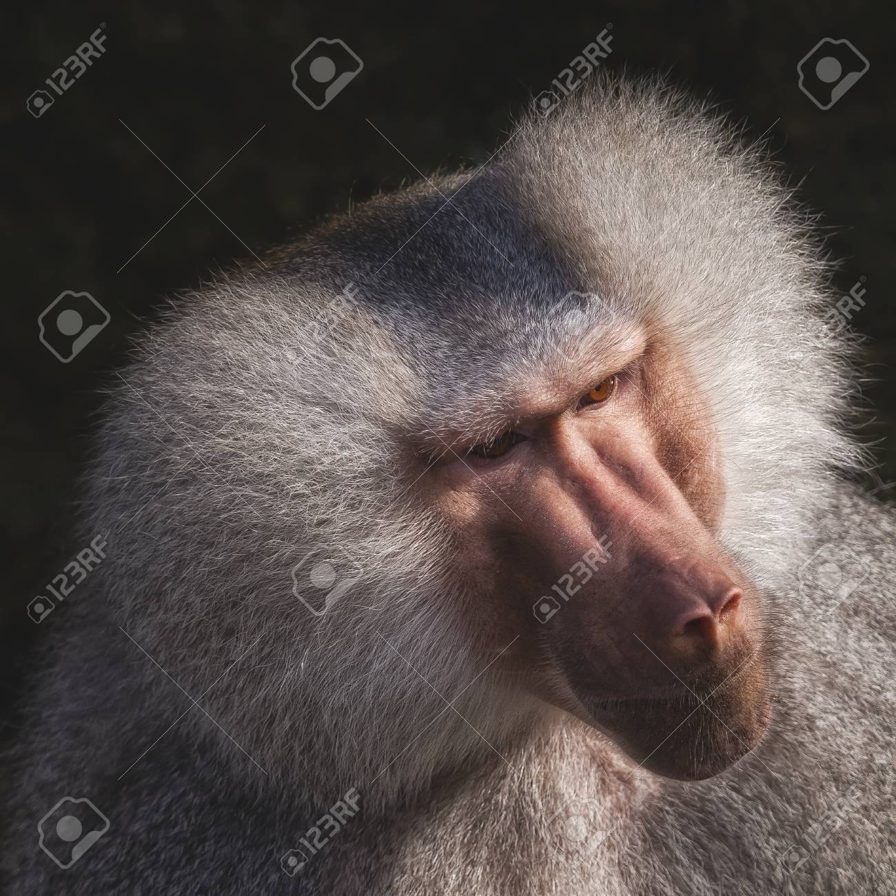 etiam-dictum-ipsum-a-felis