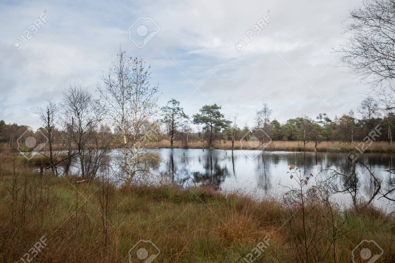 Beautiful Moor Landscape In The Lueneburger Heide Stock Photo Picture And Royalty Free Image Image 97966215