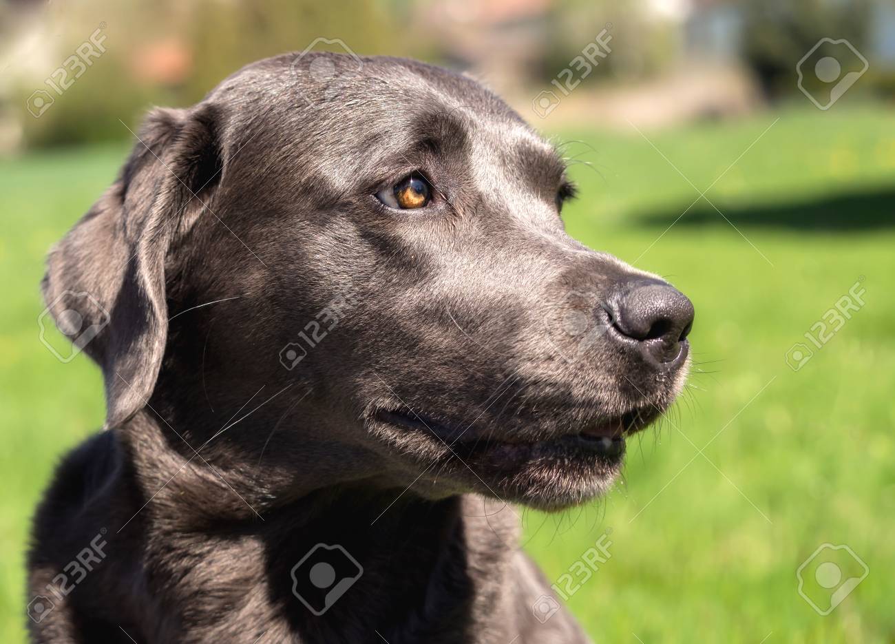 dark labrador