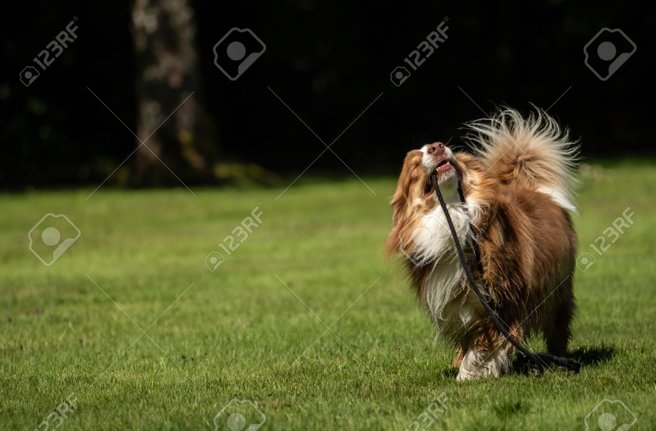 australian shepherd leash