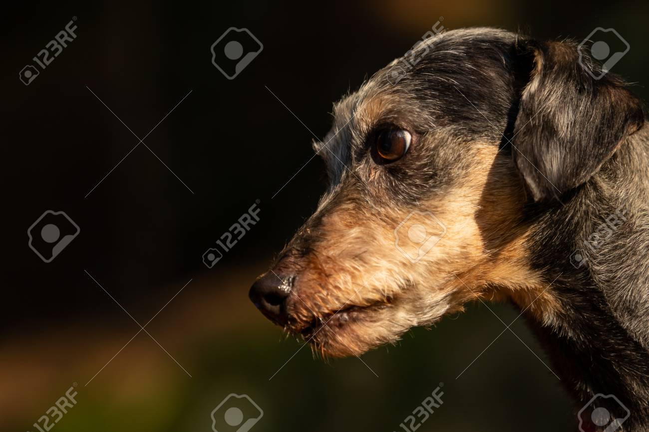 A Little Terrier Mixed Breed With Short Hair Stock Photo Picture