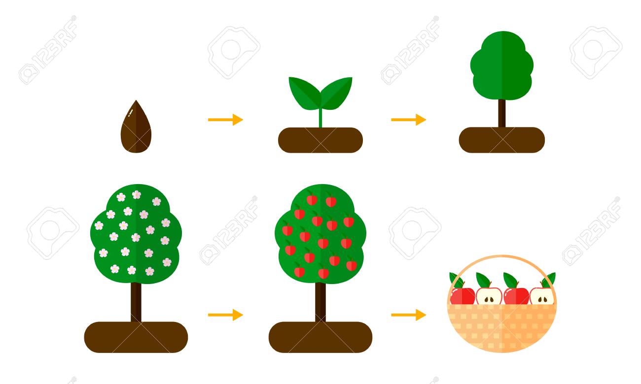 Vector Illustration Growth Stages Of Apple Trees Red Apples Royalty Free Cliparts Vectors And Stock Illustration Image 81891242