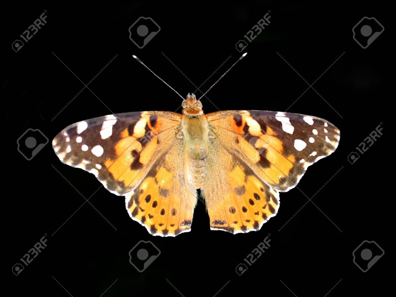 etiam-dictum-ipsum-a-felis