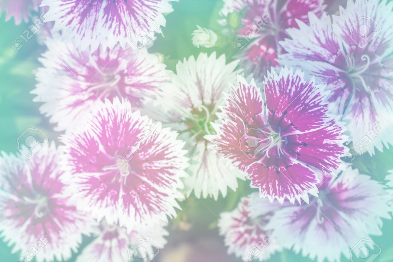 Blume Hintergrund Schone Blumen Mit Farbfiltern Gemacht Lizenzfreie Fotos Bilder Und Stock Fotografie Image 52842052