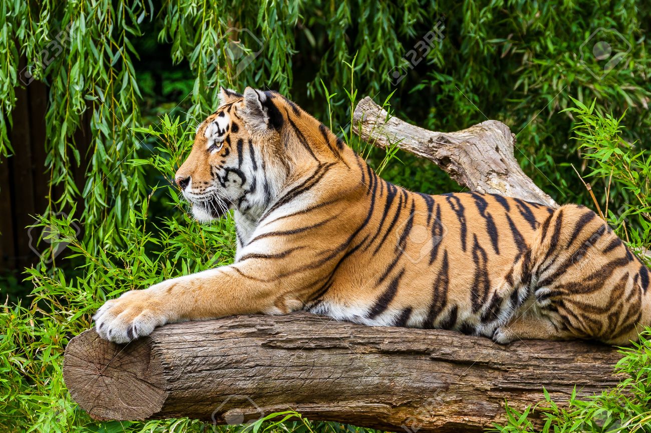 Siberian Tiger On A Tree Stock Photo Picture And Royalty Free Image Image 23318375