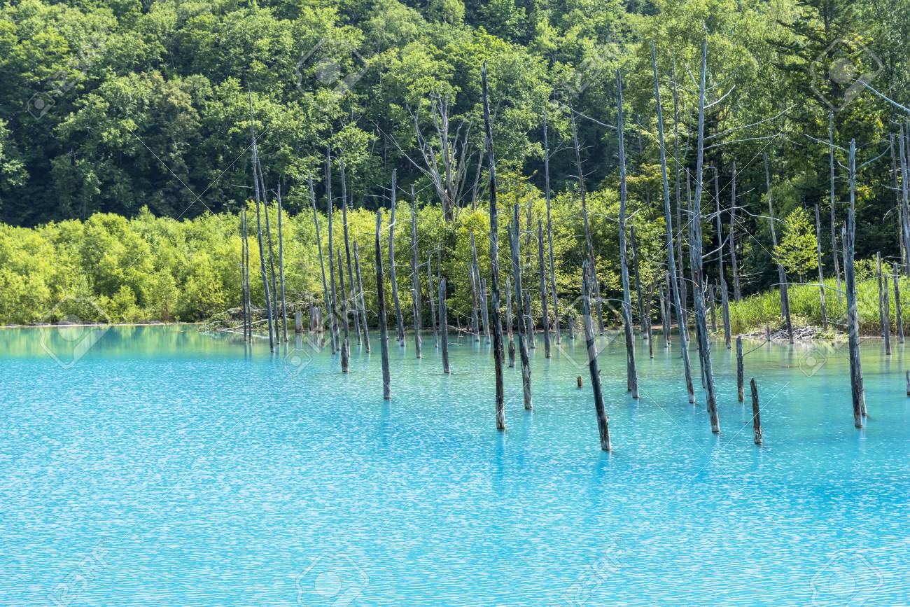 Beautiful Blue Pond In Biei Shirogane Stock Photo Picture And Royalty Free Image Image