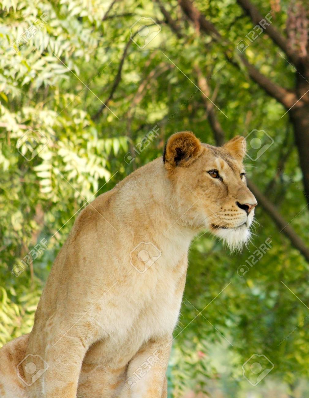 etiam-dictum-ipsum-a-felis