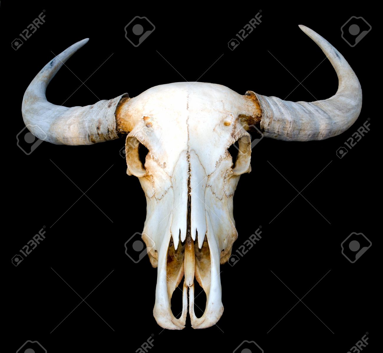 背面の背景上にタイ水牛頭蓋骨の分離の写真素材・画像素材 Image 12499018