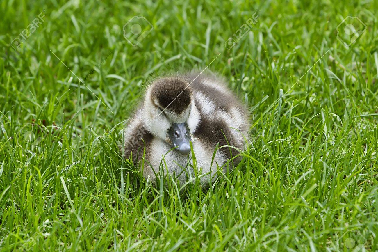 Bebe Oie D Egypte Sur L Herbe Banque D Images Et Photos Libres De Droits Image